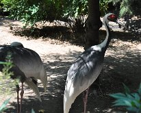 DSC_2010 Central Park Zoo, Manhattan, NYC -- 1 July 2012